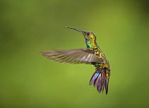 Green-breasted Mango hummingbird (Anthracothorax prevostii) in flight, Central Highlands, Costa Rica.