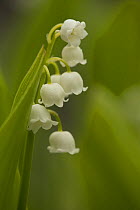 Lily of the Valley (Convallaria majalis) Derbyshire, England, UK, June.