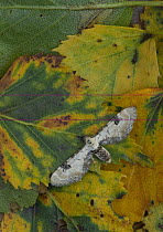 Lime spec pug moth (Eupithecia centaureata) in leaf litter, Sheffield, England, UK, July.