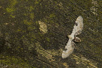 Lime spec pug moth (Eupithecia centaureata) Sheffield, England, UK, July.