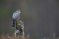 Merlin (Falco columbarius) male on fence post, captive, Scotland, February.