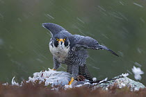 Peregrine falcon (Falco peregrinus) male in snow, captive.
