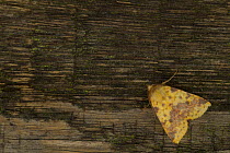 Pink-barred sallow moth (Xanthia togata) resting on dead wood, Sheffield, England, UK, October.