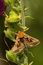 Plain Golden Y moth (Autographa jota) Sheffield, England, UK, July.