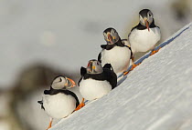 Puffins (Fratercula arctica) in snow in winter plumage, Norway, March.