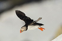 Puffins (Fratercula arctica) in flight over snow, in winter plumage, Norway, March.