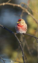 Redpoll (Carduelis flammea) male perched, Finland, March.