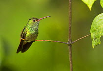 Rufous-tailed hummingbird (Amazilia tzacatl) Costa Rica