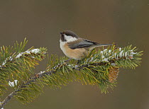 Siberian tit (Parus cinctus) perched on snow dusted pine, Finland. March.