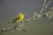 Siskin (Carduelis spinus) male on lichen covered twig, Scotland, February.