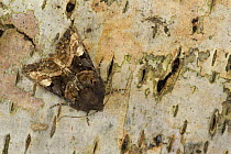 Small Angle Shades moth (Euplexia lucipara) on bark, Sheffield, England, UK, July.