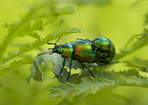 Tansy beetle (Chrysolina graminis) mating pair, England, UK, May.