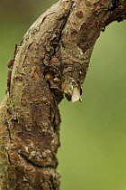 The Spectacle (Abrostola tripartita) moth at rest, camouflaged on twig, Sheffield, England, UK, July.