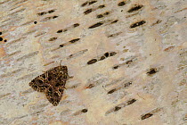 The Campion moth (Hadena rivularis) resting on old wood plank, Sheffield, England, UK, August.