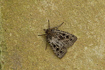 The Gothic (Naenia typica) moth, Sheffield, England, UK, July.