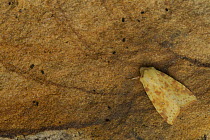The Sallow moth (Xanthia icteritia) at rest on sandstone, Sheffield, September.