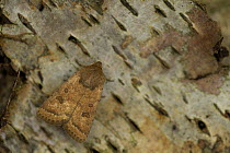 The Uncertain moth (Hoplodrina alsines) on bark, adult moth, Sheffield.