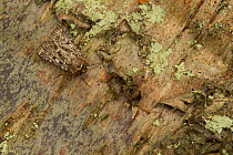 True lovers knot moth (Lycophotia porphyrea) Sheffield, England, UK, July.