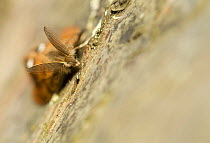 Vapourer moth (Orgyia antiqua) male on birch, Sheffield, England, UK, September.