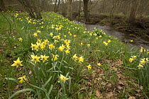 Wild daffodils (Narcissus sp) by stream, Farndale, North York Moors National Park, North Yorkshire, England, April.