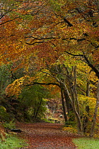 Path through autumnal Beech trees (Fagus sylvatica) near Wyming brook, Sheffield, England, October 2012.