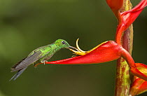 Green crowned brilliant hummingbird (Heliodoxa jacula) feeding from from Heliconia flower, Central Highlands, Costa Rica