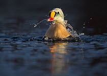 King Eider (Somateria spectabilis) with water splashing off its beak after surfacing from a dive, Varanger, Norway, March.