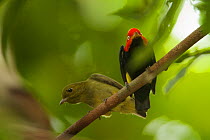 Adult male Red-capped Manakin (Pipra mentalis) with young male at his display perch. Soberania National Park, Gamboa, Panama, December.