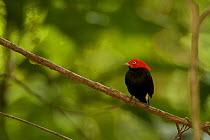 Adult male Red-capped Manakin (Pipra mentalis) at a display perch. Soberania National Park, Gamboa, Panama, December.