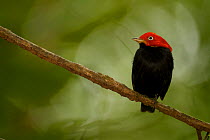 Adult male Red-capped Manakin (Pipra mentalis) at a display perch. Soberania National Park, Gamboa, Panama, December.