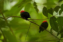Two adult male Red-capped Manakins (Pipra mentalis) together at a lek. Soberana National Park, Gamboa, Panama, December.