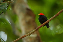 Adult male Red-capped Manakin (Pipra mentalis) at his display perch. Soberana National Park, Gamboa, Panama, December.