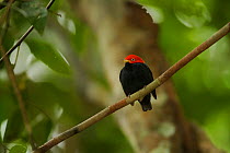 Adult male Red-capped Manakin (Pipra mentalis) at his display perch. Soberana National Park, Gamboa, Panama, December.