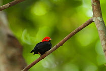 Adult male Red-capped Manakin (Pipra mentalis) at his display perch. Soberania National Park, Gamboa, Panama, December.