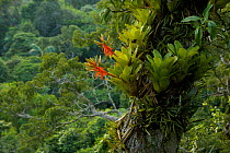 Amazon rain forest canopy view with flowering Bromeliad epiphytes growing on a branch of a giant Ceiba tree. Tiputini Biodiversity Station, Amazon Rainforest, Ecuador, January.