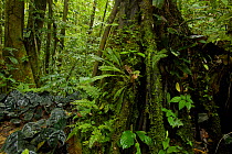 Amazon rainforest interior view. Tiputini Biodiversity Station, Amazon Rainforest, Ecuador, January.