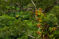 Amazon rainforest canopy view with flowering Bromeliad epiphytes growing on a branch of a giant Cieba tree. Tiputini Biodiversity Station, Amazon Rainforest, Ecuador, January.