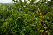 Amazon rainforest canopy  with flowering Bromeliad epiphytes growing on a branch of a giant Ceiba tree. Tiputini Biodiversity Station, Amazon Rainforest, Ecuador, January.