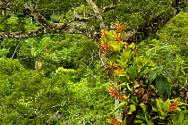 Amazon rainforest canopy view with flowering Bromeliad epiphytes growing on a branch of a giant Ceiba tree. Tiputini Biodiversity Station, Amazon Rainforest, Ecuador, January.