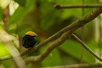 Male Golden-headed Manakin (Pipra erythrocephala) at a canopy perch. Tiputini Biodiversity Station, Amazon Rainforest, Ecuador, January.