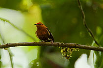 Club-winged Manakin (Machaeropterus deliciosus) Milpe Cloudforest Reserve, Ecuador, January. Endemic.