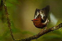 Male Club-winged Manakin (Machaeropterus deliciosus) hitting his wings together (stridulating) over his back to produce a sound.  Milpe Cloudforest Reserve, Ecuador, January. Endemic.