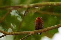 Club-winged Manakin (Machaeropterus deliciosus). Endemic, Milpe Cloudforest Reserve, Ecuador, January.