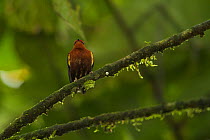 Club-winged Manakin (Machaeropterus deliciosus). Endemic, Milpe Cloudforest Reserve, Ecuador, January.