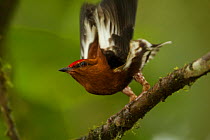 Male Club-winged Manakin (Machaeropterus deliciosus) hitting his wings together (stridulating) over his back to produce a sound.  Milpe Cloudforest Reserve, Ecuador, January. Endemic.