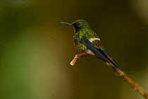 Green Thorntail Hummingbird (Discosura conversii), Milpe Cloudforest Reserve, Ecuador, January.