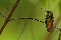 Rufous-tailed Hummingbird (Amazilia tzacatl), Milpe Cloudforest Reserve, Ecuador, January.