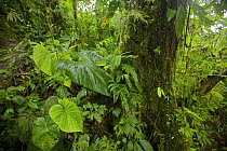 Cloud forest interior views, Milpe Cloudforest Reserve, Ecuador, January.