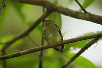 Female or young male Club-winged Manakin (Machaeropterus deliciosus). Milpe Cloudforest Reserve, Ecuador, February.