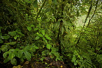 Cloud forest interior view, Milpe Cloudforest Reserve, Ecuador, February.